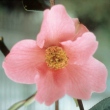 Magnolia Camellia